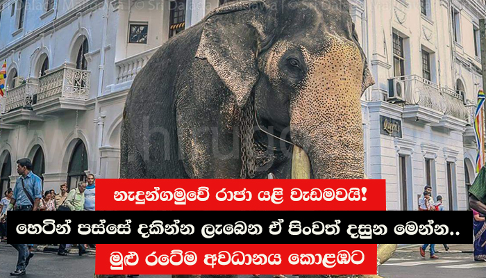 නැදුන්ගමුවේ රාජා යළි වැඩමවයි! හෙටින් පස්සේ දකින්න ලැබෙන ඒ පිංවත් දසුන මෙන්න.. මුළු රටේම අවධානය කොළඹට.